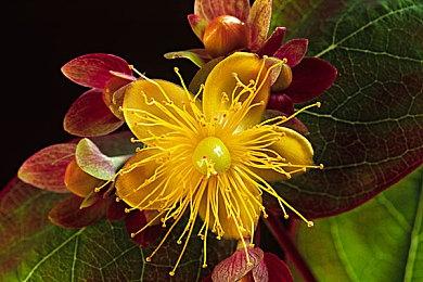 《Apex英雄》手游公布新独占英雄：RHAPSODY